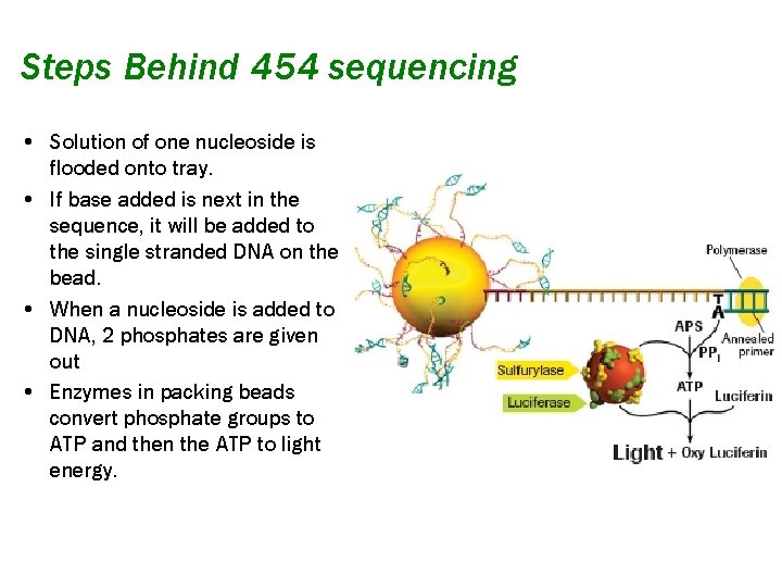 Steps Behind 454 sequencing • Solution of one nucleoside is flooded onto tray. •