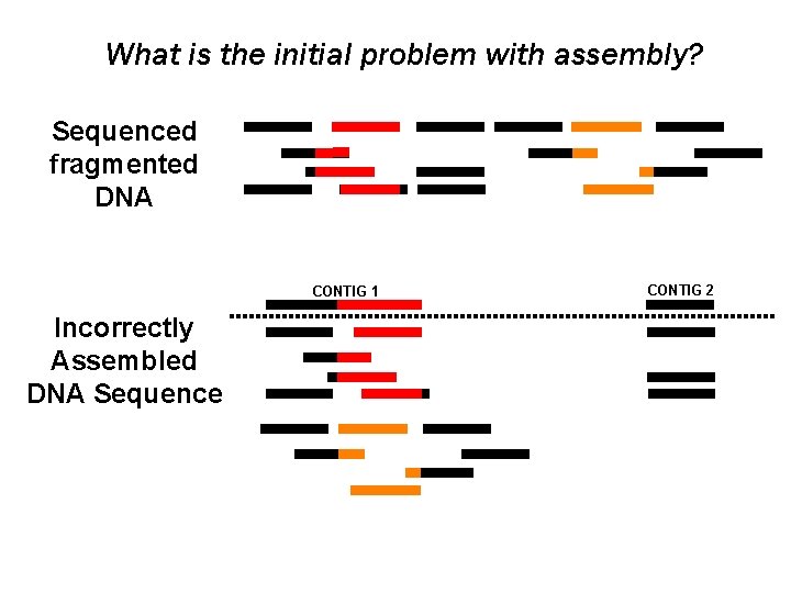 What is the initial problem with assembly? Sequenced fragmented DNA CONTIG 1 Incorrectly Assembled