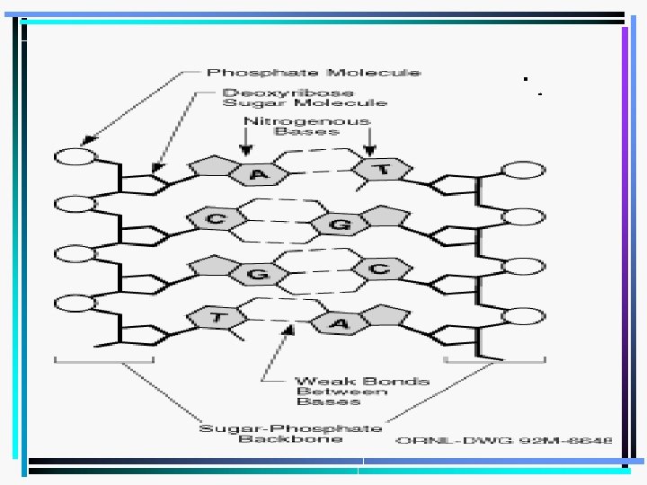 DNA The Molecule of Life The Basics of