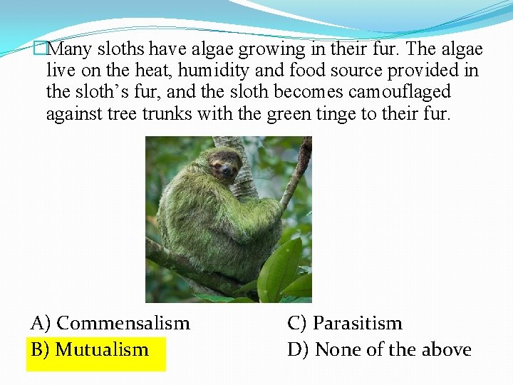 �Many sloths have algae growing in their fur. The algae live on the heat,