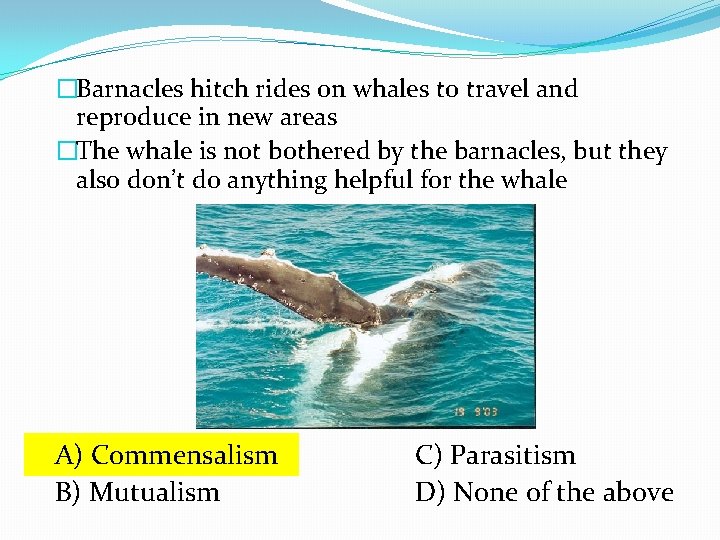 �Barnacles hitch rides on whales to travel and reproduce in new areas �The whale