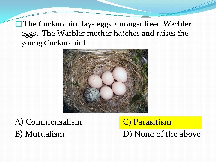 � The Cuckoo bird lays eggs amongst Reed Warbler eggs. The Warbler mother hatches