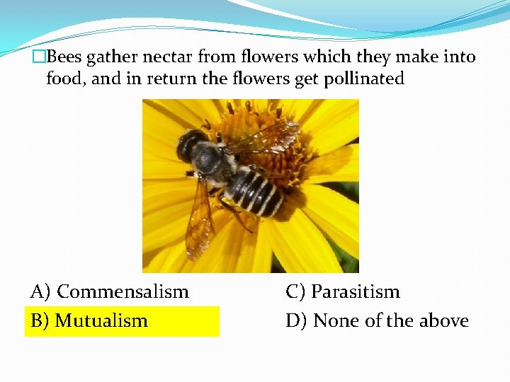 �Bees gather nectar from flowers which they make into food, and in return the