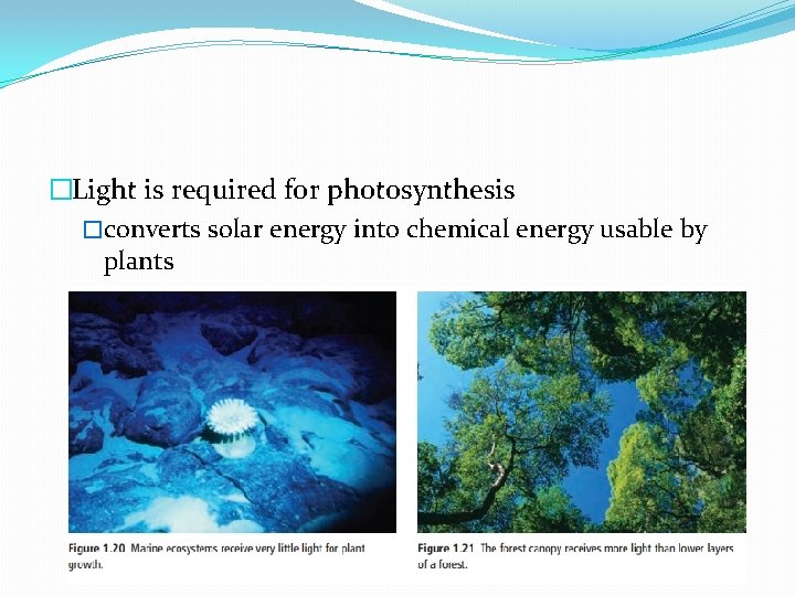 �Light is required for photosynthesis �converts solar energy into chemical energy usable by plants