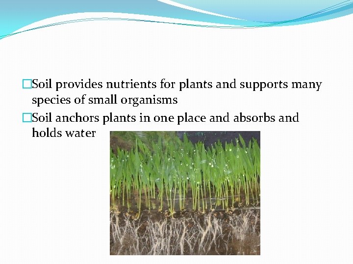 �Soil provides nutrients for plants and supports many species of small organisms �Soil anchors