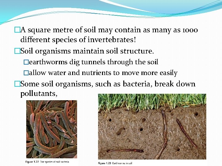 �A square metre of soil may contain as many as 1000 different species of