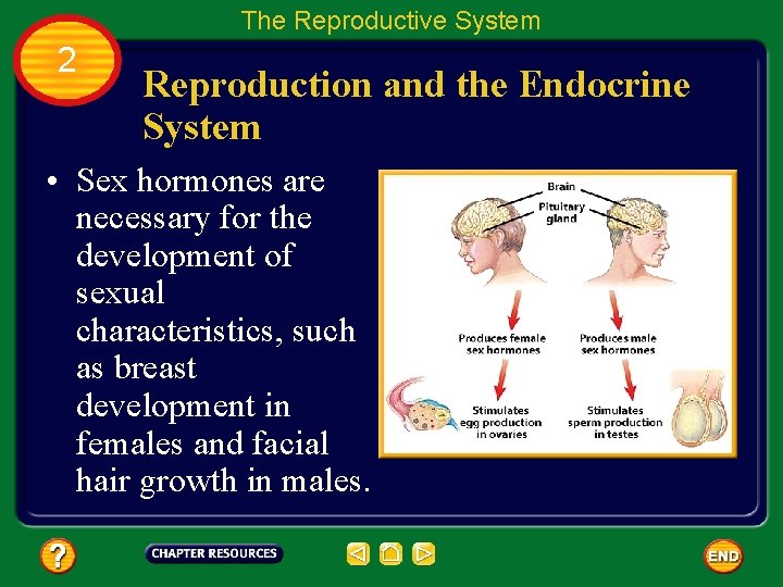 Table of Contents Chapter Regulation and Reproduction Section