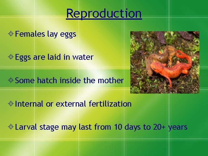 Reproduction Females lay eggs Eggs are laid in water Some hatch inside the mother