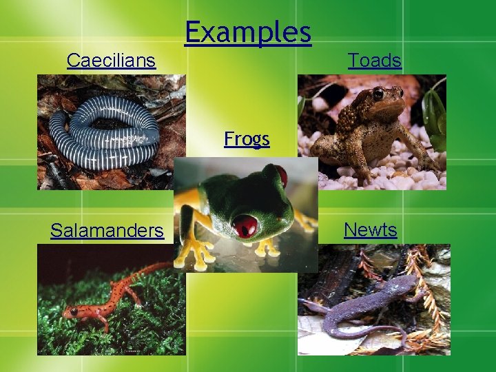 Examples Caecilians Toads Frogs Salamanders Newts 