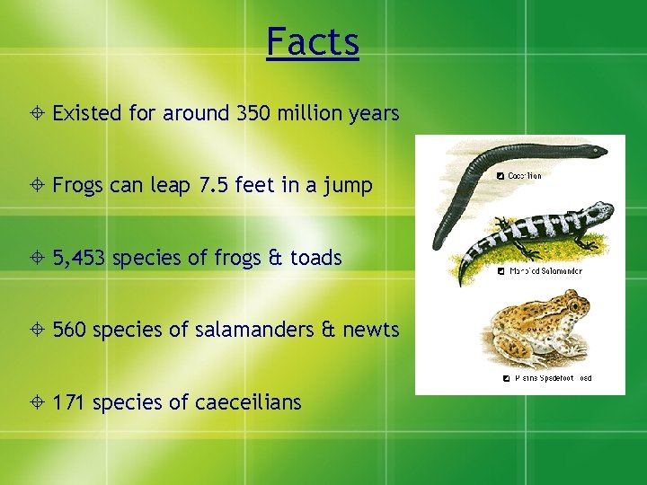 Facts Existed for around 350 million years Frogs can leap 7. 5 feet in