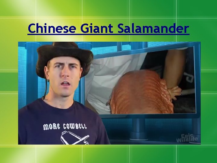 Chinese Giant Salamander 