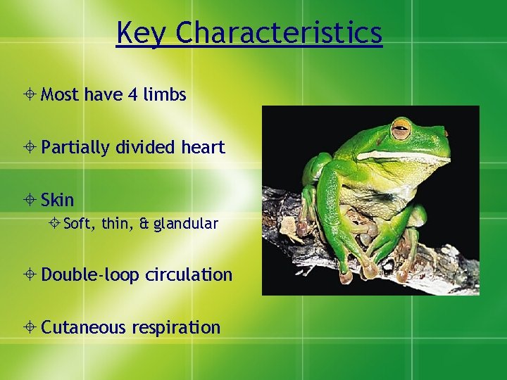 Key Characteristics Most have 4 limbs Partially divided heart Skin Soft, thin, & glandular