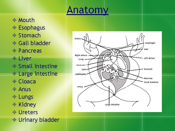 Anatomy Mouth Esophagus Stomach Gall bladder Pancreas Liver Small intestine Large intestine Cloaca Anus