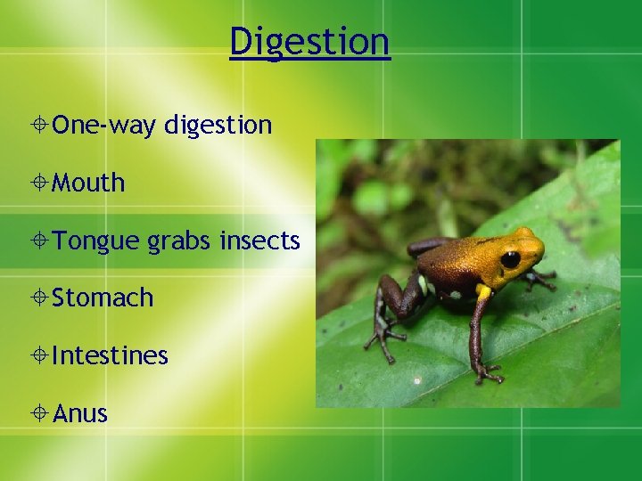 Digestion One-way digestion Mouth Tongue grabs insects Stomach Intestines Anus 