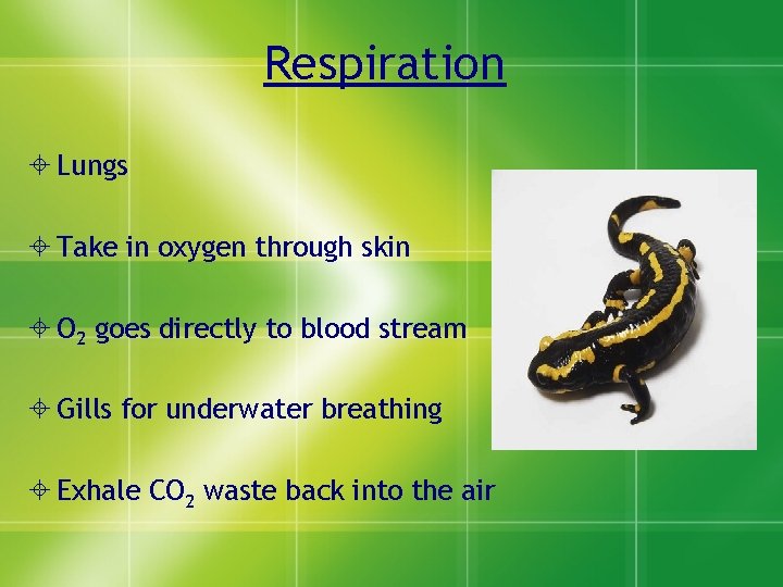 Respiration Lungs Take in oxygen through skin O 2 goes directly to blood stream