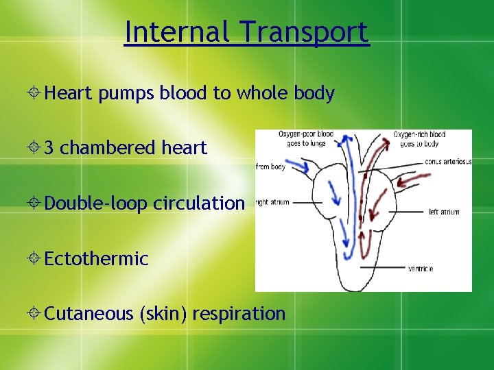 Internal Transport Heart pumps blood to whole body 3 chambered heart Double-loop circulation Ectothermic