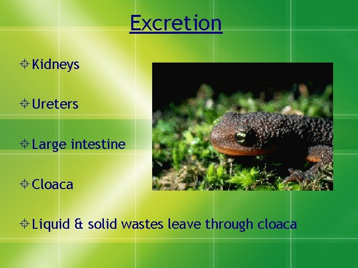 Excretion Kidneys Ureters Large intestine Cloaca Liquid & solid wastes leave through cloaca 