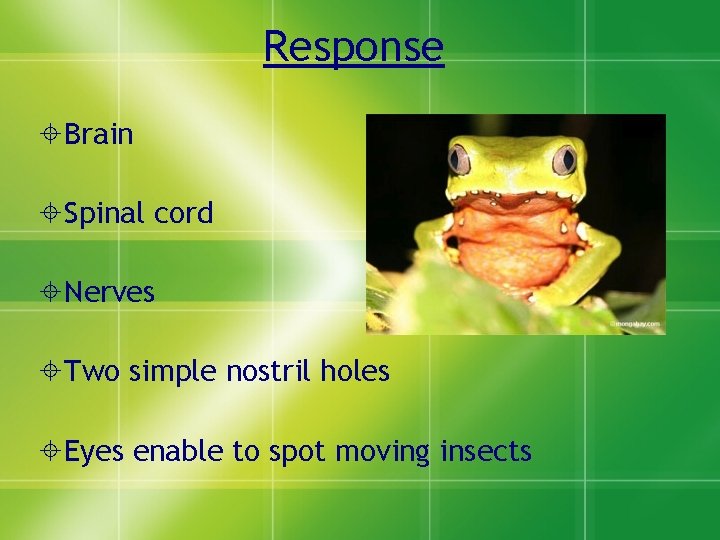 Response Brain Spinal cord Nerves Two simple nostril holes Eyes enable to spot moving