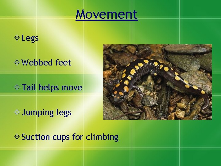 Movement Legs Webbed feet Tail helps move Jumping legs Suction cups for climbing 