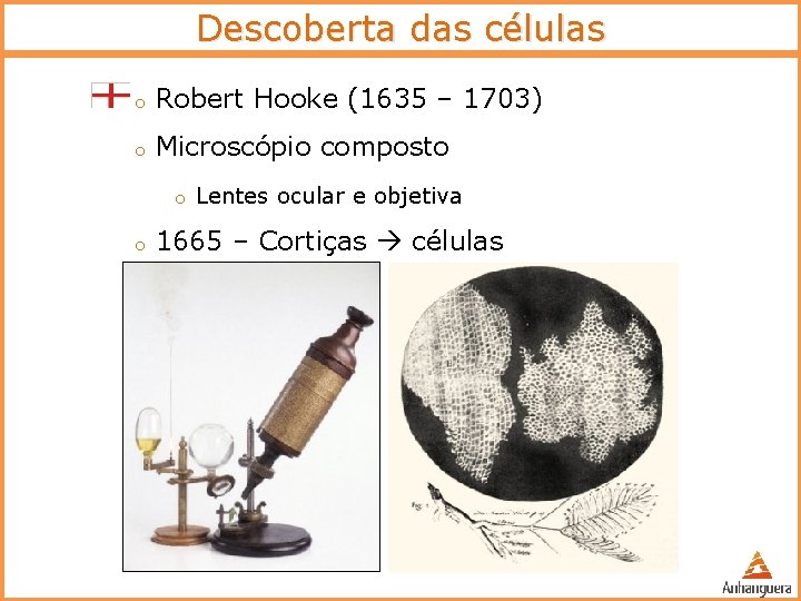 Descoberta das células o Robert Hooke (1635 – 1703) o Microscópio composto o Lentes