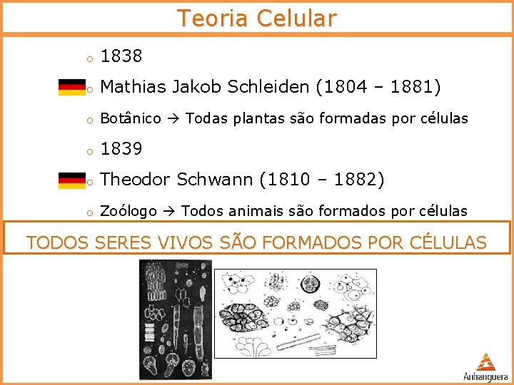 Teoria Celular o 1838 o Mathias Jakob Schleiden (1804 – 1881) o Botânico Todas