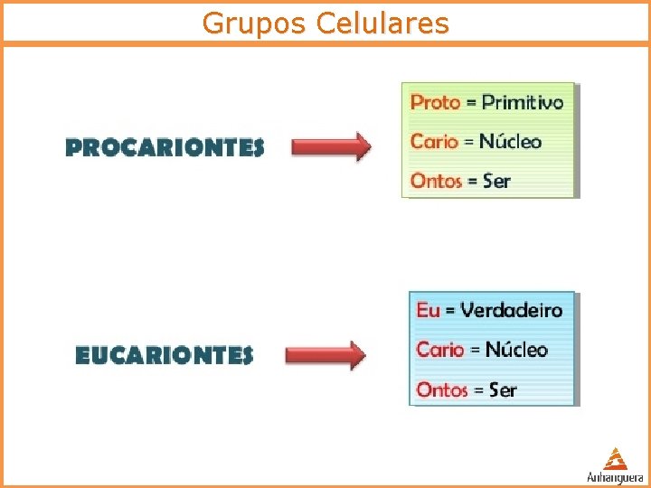 Grupos Celulares 