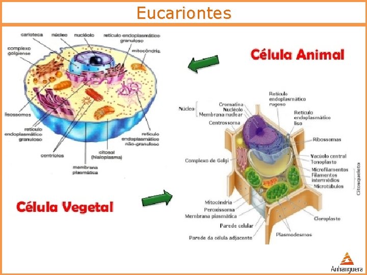 Eucariontes Reinos o o Protista (protozoários e algas) o Protozoários – unicelulares heterotróficos o