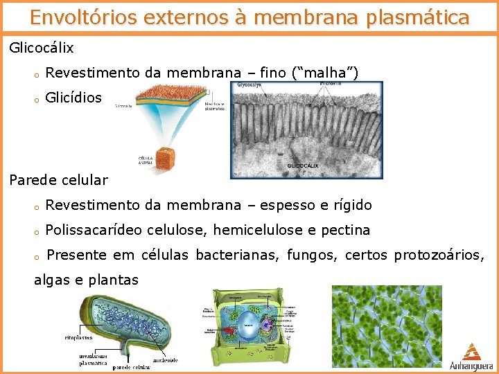 Envoltórios externos à membrana plasmática Glicocálix o Revestimento da membrana – fino (“malha”) o