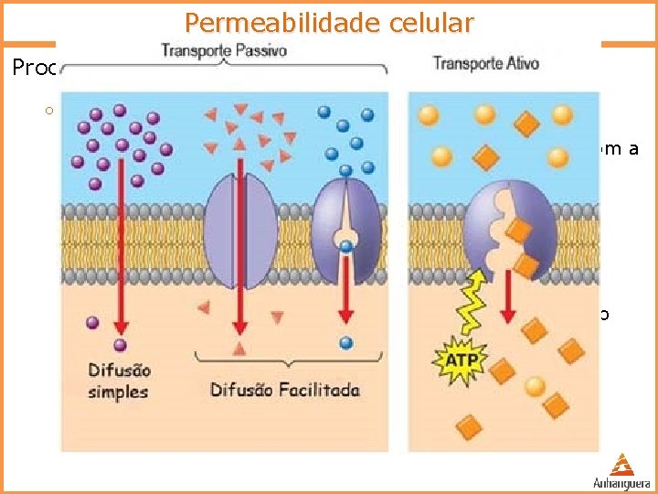 Permeabilidade celular Processos de troca entre a célula e o meio externo o Agrupados