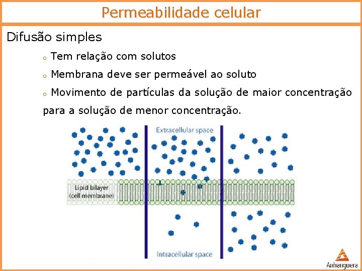 Permeabilidade celular Difusão simples o Tem relação com solutos o Membrana deve ser permeável