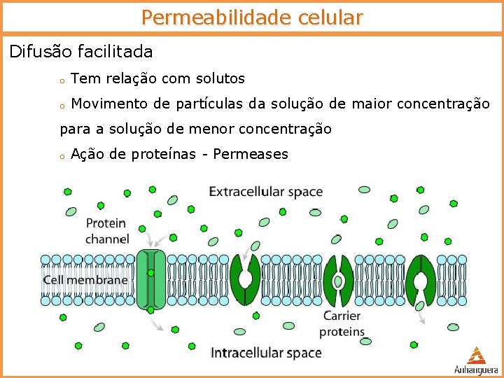Permeabilidade celular Difusão facilitada o Tem relação com solutos o Movimento de partículas da