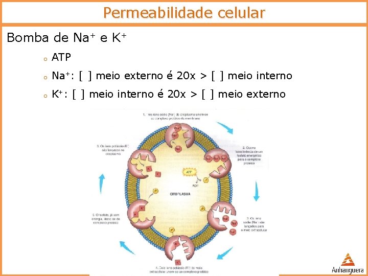 Permeabilidade celular Bomba de Na+ e K+ o ATP o Na+: [ ] meio