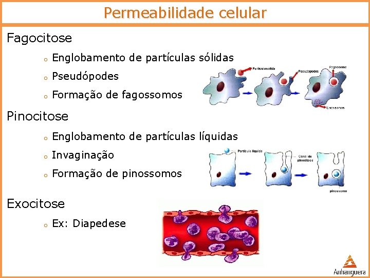 Permeabilidade celular Fagocitose o Englobamento de partículas sólidas o Pseudópodes o Formação de fagossomos