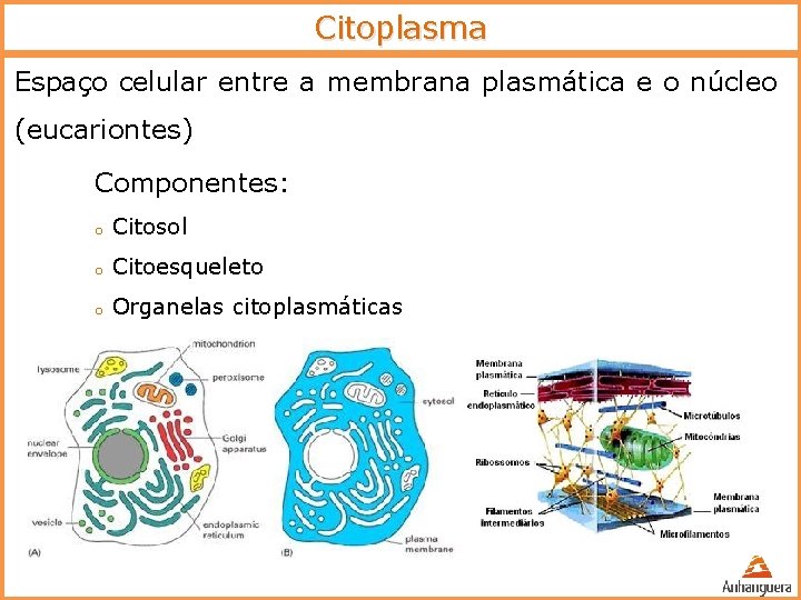 Citoplasma Espaço celular entre a membrana plasmática e o núcleo (eucariontes) Componentes: o Citosol