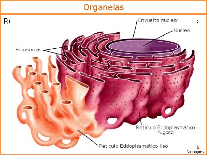 Organelas Retículo endoplasmático – bolsas e tubos membranosos o Liso (agranular) o o Funções: