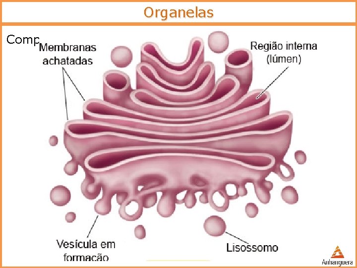 Organelas Complexo Golgiense – bolsas membranosas o Função: o Secreção celular 