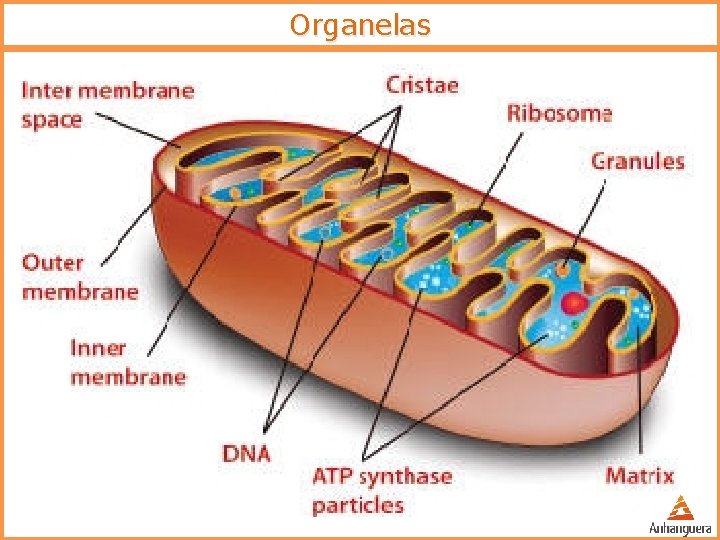 Organelas Mitocôndrias – bolsas membranosas em formato de bastonetes o Estrutura: o Duas membranas