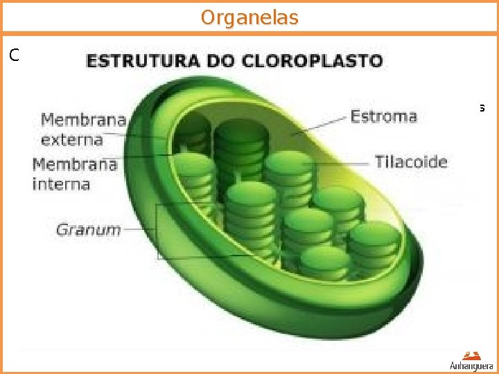 Organelas Cloroplastos o Estrutura: o Duas membranas lipoproteicas – semelhante mitocôndrias o Estroma –