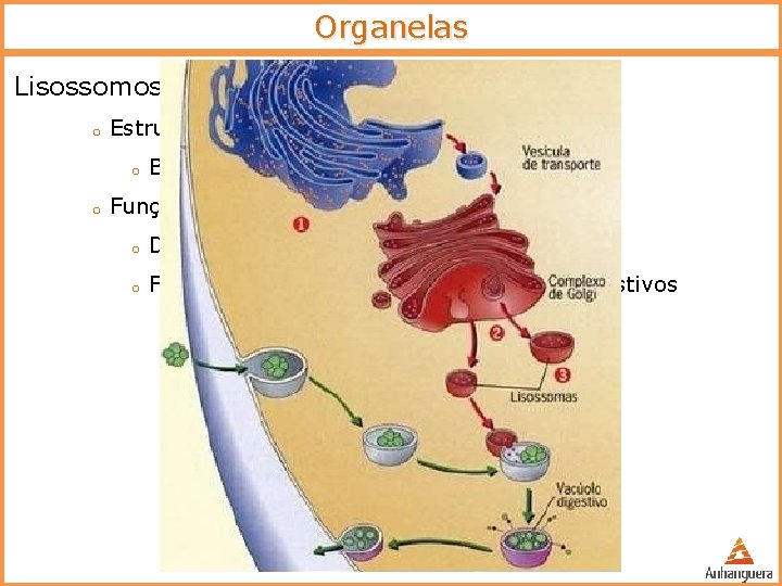 Organelas Lisossomos o Estrutura: o o Bolsas membranosas Função: o Digestão intracelular o Fagossomos