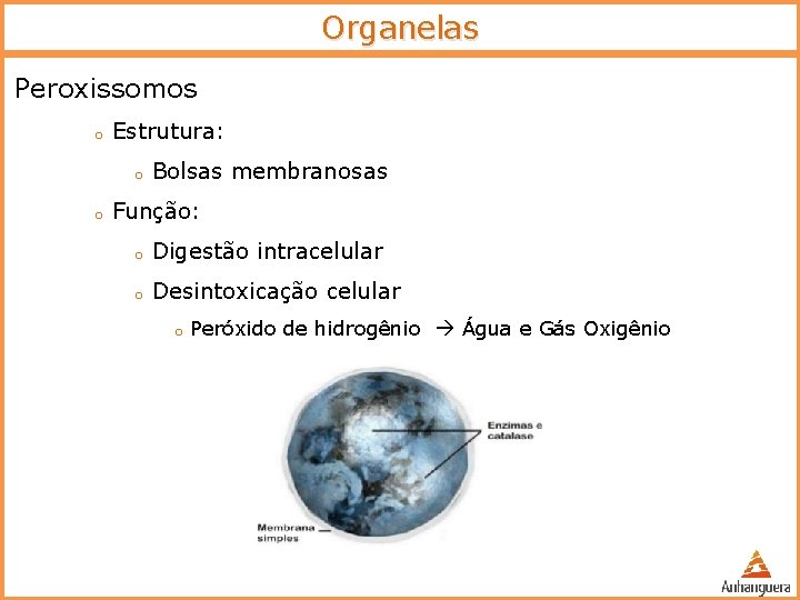 Organelas Peroxissomos o Estrutura: o o Bolsas membranosas Função: o Digestão intracelular o Desintoxicação