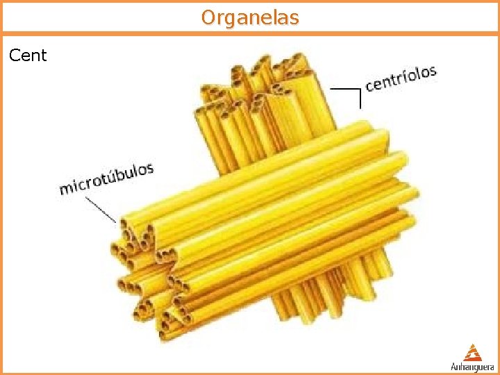 Organelas Centríolos o o Estrutura: o Cilindros formados por microtúbulos o Um par por