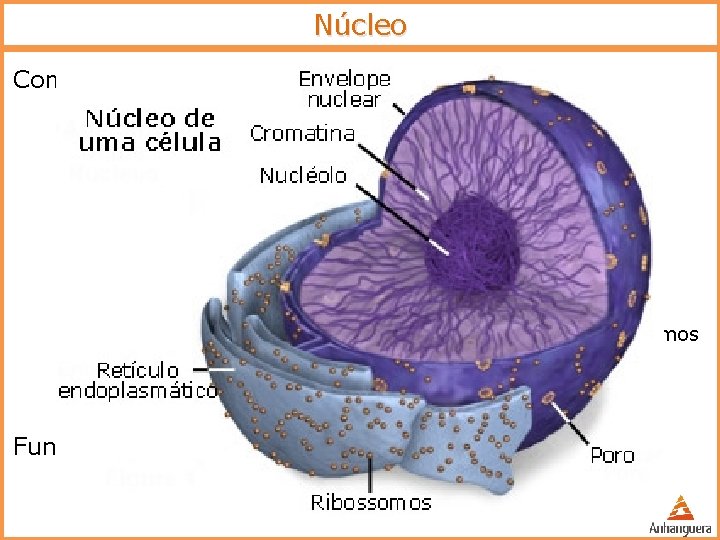 Núcleo Componentes do núcleo o Carioteca (membrana nuclear) o o Cromatina o o Lipoproteica