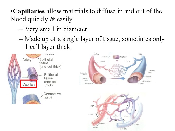  • Capillaries allow materials to diffuse in and out of the blood quickly