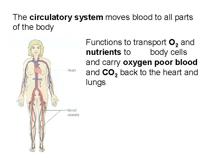 The circulatory system moves blood to all parts of the body Functions to transport