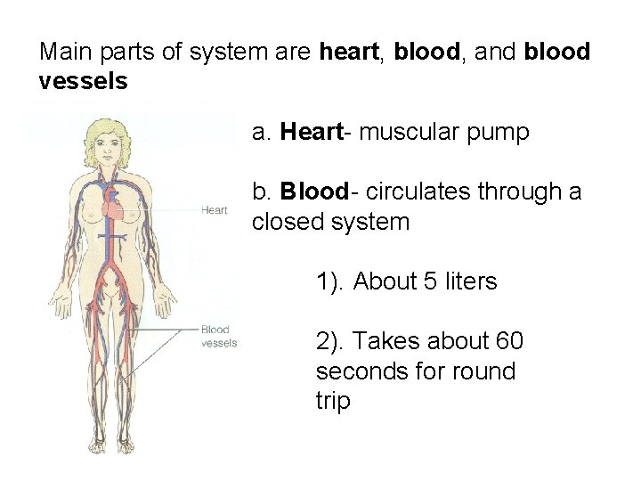 Main parts of system are heart, blood, and blood vessels a. Heart- muscular pump