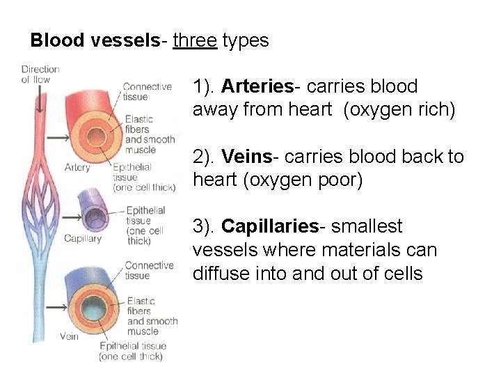 Blood vessels- three types 1). Arteries- carries blood away from heart (oxygen rich) 2).