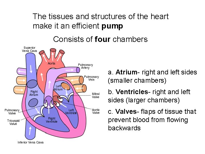 The tissues and structures of the heart make it an efficient pump Consists of