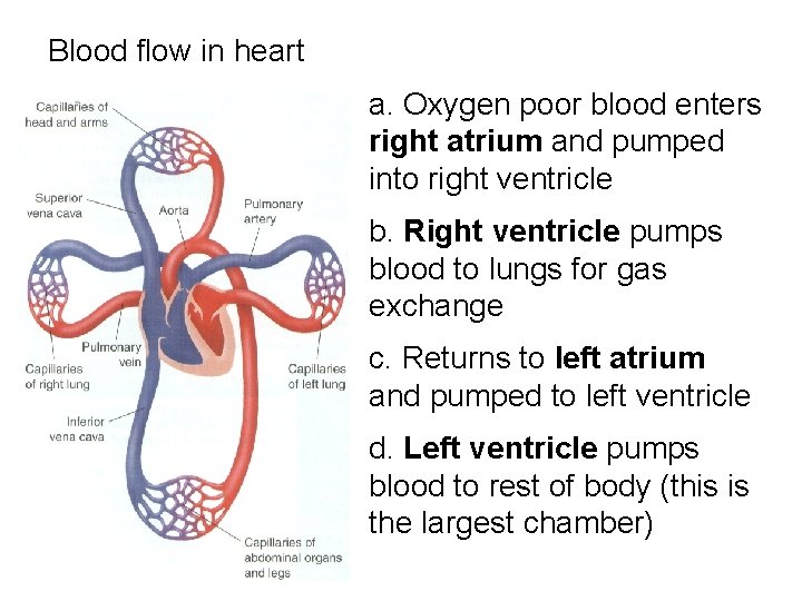 Blood flow in heart a. Oxygen poor blood enters right atrium and pumped into