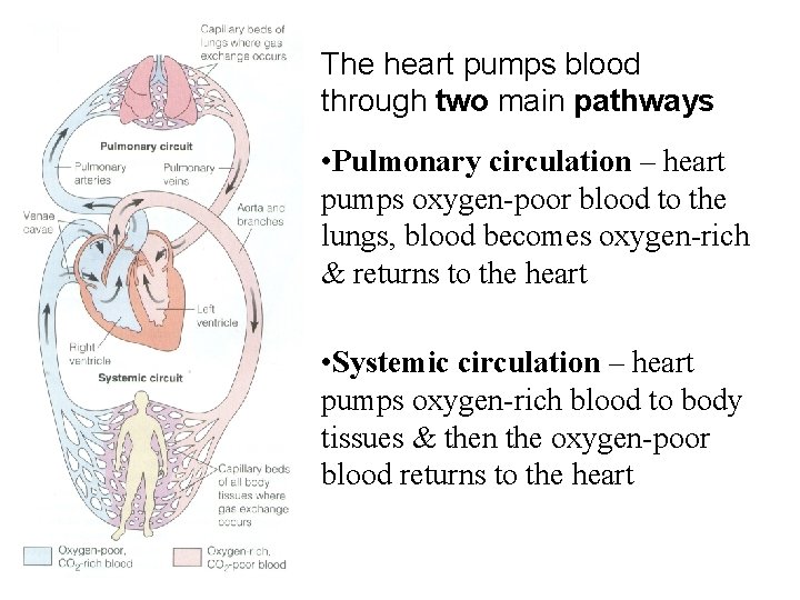 The heart pumps blood through two main pathways • Pulmonary circulation – heart pumps