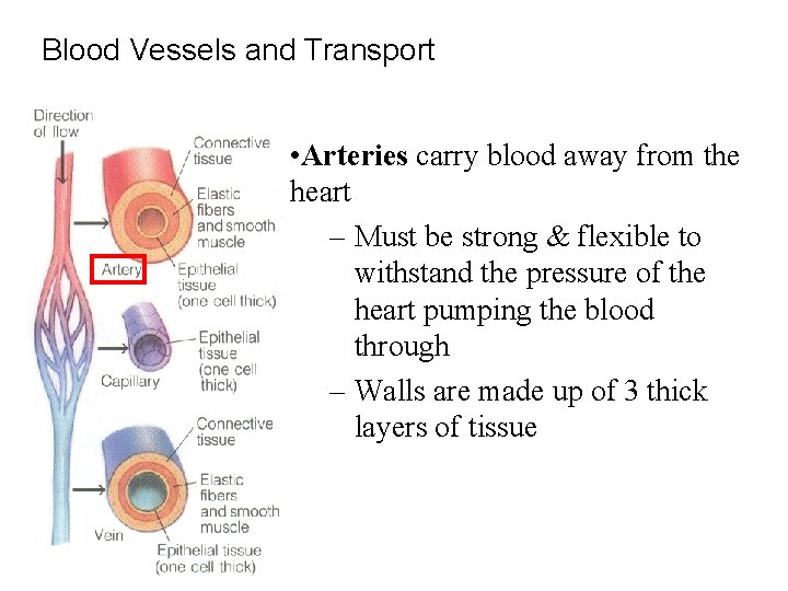 Blood Vessels and Transport • Arteries carry blood away from the heart – Must